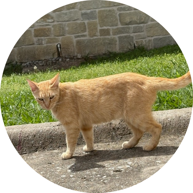 Mr.-Handyman-of-Midwest-Collin-County-Missy-5032