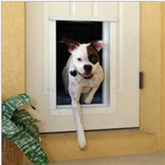 Dog coming in pet door in a door.