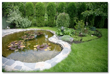 Backyard pool lily pond.