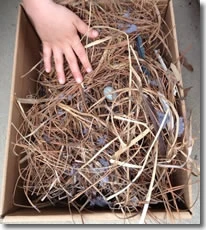 A hand reaching out to a pile of pine needles.