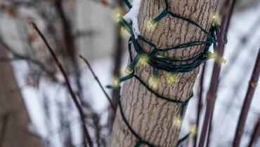 Christmas light on a tree outside.