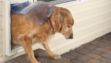 Golden retriever exiting a pet door