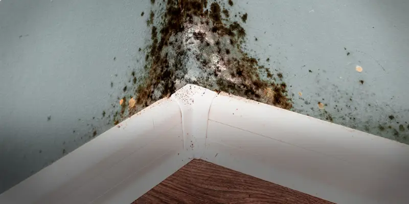 Mold on the corner of a wall.