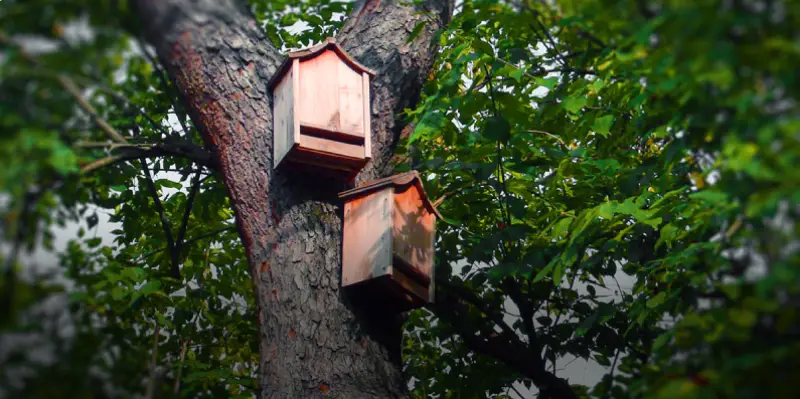 Two wooden bat houses hanging on a tree