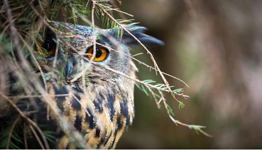 Owl perched in a tree.