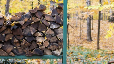 A pile of wood in a forest.