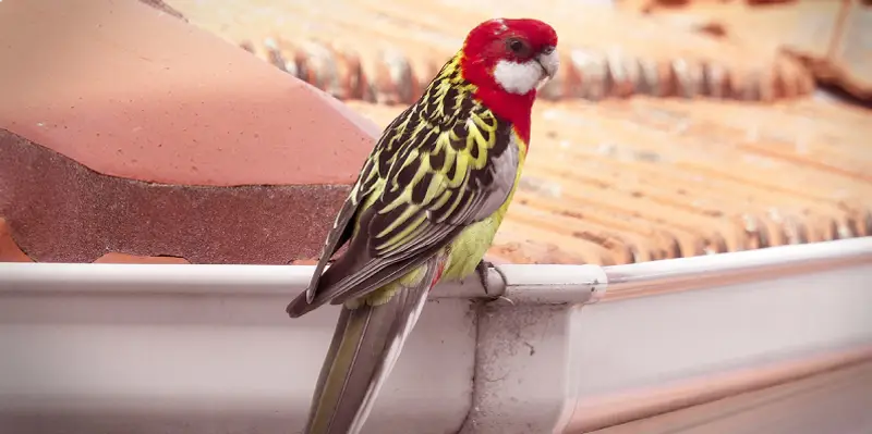 Red and yellow parrot perched on a roof.