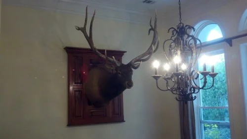 A stuffed deer head on a wall.