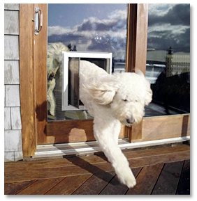 Pet-Door-Sliding-Glass Door.