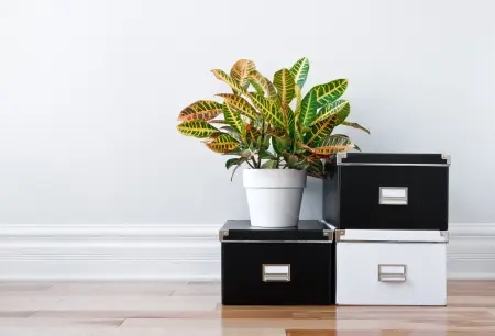 Organizing boxes with plant.