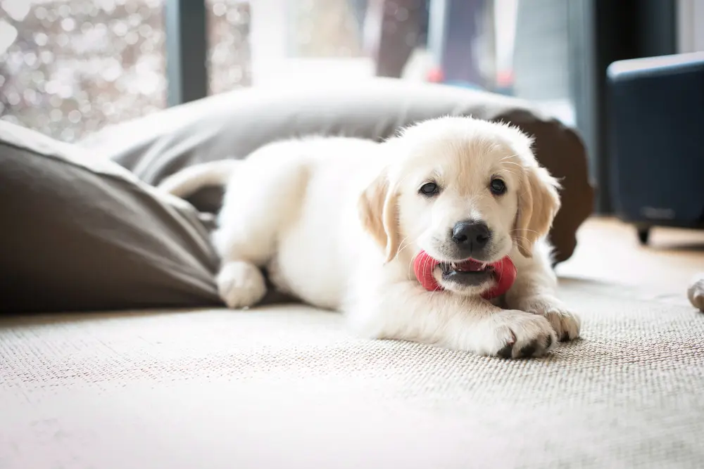 Puppy with a chew toy.