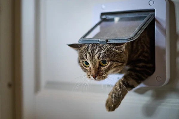 A cat entering the house through a pet doo.